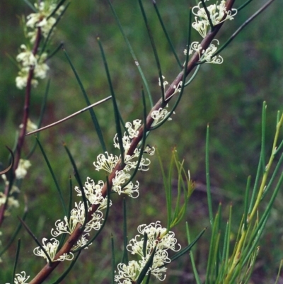 Hakea microcarpa (Small-fruit Hakea) at Conder, ACT - 4 Nov 2000 by MichaelBedingfield