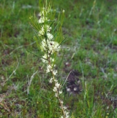 Hakea microcarpa at Conder, ACT - 4 Nov 2000 12:00 AM