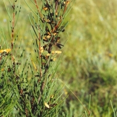 Hakea microcarpa (Small-fruit Hakea) at Bonython, ACT - 29 Mar 2002 by michaelb