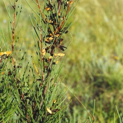 Hakea microcarpa (Small-fruit Hakea) at Pine Island to Point Hut - 29 Mar 2002 by michaelb