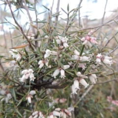 Lissanthe strigosa subsp. subulata (Peach Heath) at Tennent, ACT - 17 Sep 2014 by MichaelBedingfield