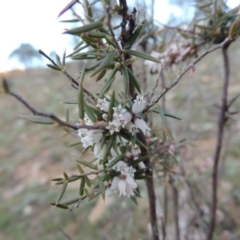 Lissanthe strigosa subsp. subulata at Tennent, ACT - 17 Sep 2014 06:57 PM