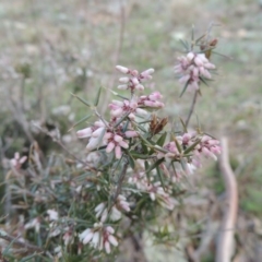 Lissanthe strigosa subsp. subulata at Tennent, ACT - 17 Sep 2014 06:57 PM