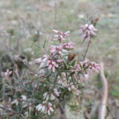 Lissanthe strigosa subsp. subulata at Tennent, ACT - 17 Sep 2014