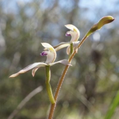 Caladenia ustulata (Brown Caps) at Gungahlin, ACT - 21 Sep 2014 by AaronClausen