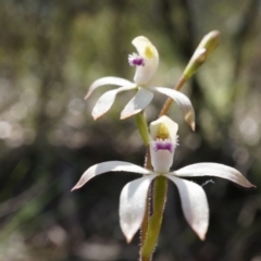 Caladenia ustulata at Gungahlin, ACT - suppressed