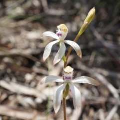 Caladenia ustulata at Gungahlin, ACT - suppressed