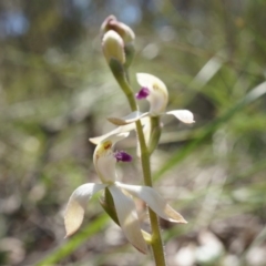 Caladenia ustulata at Gungahlin, ACT - suppressed