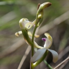 Caladenia ustulata at Gungahlin, ACT - suppressed