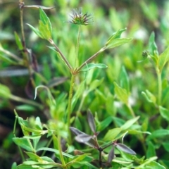 Opercularia hispida (Hairy Stinkweed) at Conder, ACT - 6 Nov 2000 by michaelb