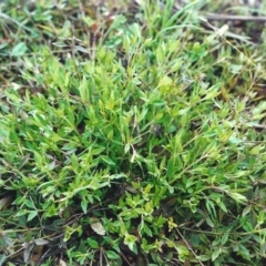 Opercularia hispida at Conder, ACT - 7 Nov 2000