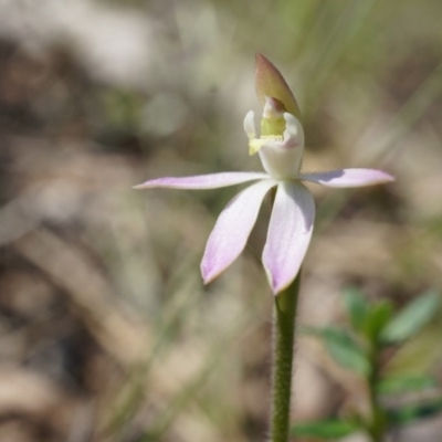 Caladenia carnea (Pink Fingers) at Crace, ACT - 21 Sep 2014 by AaronClausen