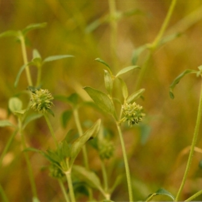 Opercularia hispida (Hairy Stinkweed) at Conder, ACT - 20 Dec 2003 by MichaelBedingfield