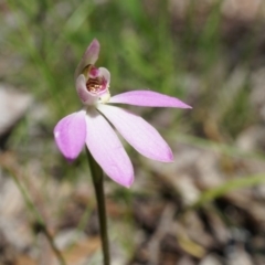 Caladenia carnea (Pink Fingers) at Gungahlin, ACT - 21 Sep 2014 by AaronClausen