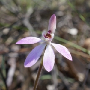 Caladenia carnea at Gungahlin, ACT - suppressed