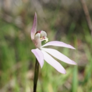 Caladenia carnea at Gungahlin, ACT - 21 Sep 2014