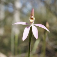 Caladenia carnea (Pink Fingers) at Gungahlin, ACT - 21 Sep 2014 by AaronClausen