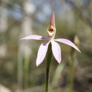 Caladenia carnea at Gungahlin, ACT - suppressed