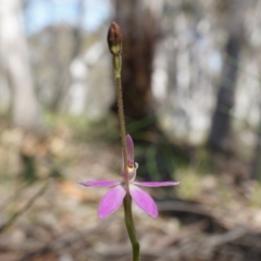 Caladenia carnea (Pink Fingers) at Gungahlin, ACT - 21 Sep 2014 by AaronClausen