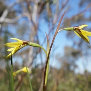 Diuris chryseopsis at Gungahlin, ACT - suppressed