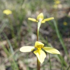 Diuris chryseopsis at Gungahlin, ACT - suppressed