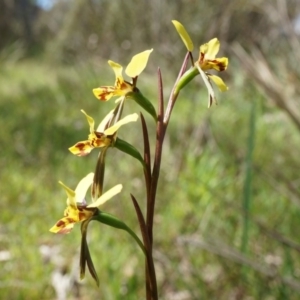 Diuris nigromontana at Gungahlin, ACT - suppressed