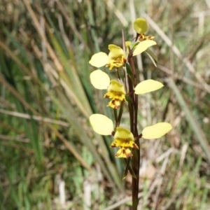 Diuris nigromontana at Gungahlin, ACT - suppressed