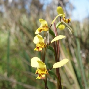 Diuris nigromontana at Gungahlin, ACT - suppressed