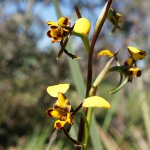 Diuris pardina at Gungahlin, ACT - 21 Sep 2014