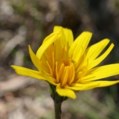 Microseris walteri (Yam Daisy, Murnong) at Gungaderra Grasslands - 21 Sep 2014 by AaronClausen