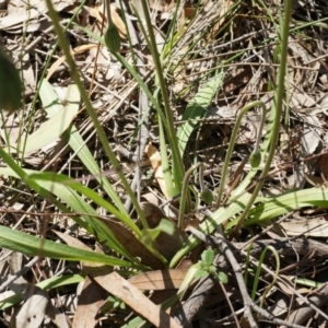 Microseris walteri at Gungahlin, ACT - 21 Sep 2014