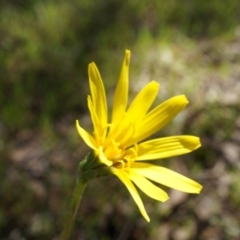 Microseris walteri (Yam Daisy, Murnong) at Gungahlin, ACT - 21 Sep 2014 by AaronClausen