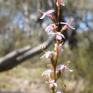 Stylidium graminifolium at Crace, ACT - 21 Sep 2014