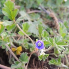 Erodium crinitum (Native Crowfoot) at Tennent, ACT - 17 Sep 2014 by michaelb