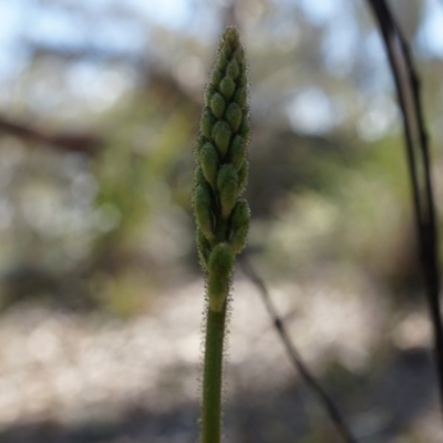 Stylidium graminifolium (Grass Triggerplant) at Gungaderra Grasslands - 21 Sep 2014 by AaronClausen