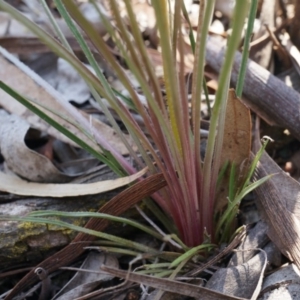 Stylidium graminifolium at Crace, ACT - 21 Sep 2014 11:31 AM