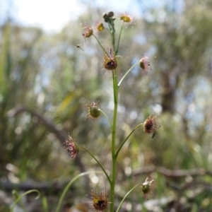 Drosera sp. at Gungahlin, ACT - 21 Sep 2014 11:58 AM