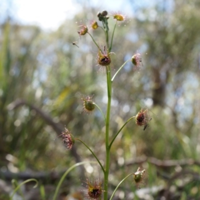 Drosera sp. (A Sundew) at Gungaderra Grasslands - 21 Sep 2014 by AaronClausen