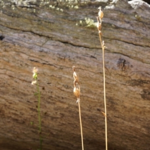 Speculantha rubescens at Gungahlin, ACT - 21 Sep 2014