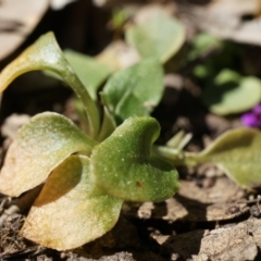 Speculantha rubescens at Gungahlin, ACT - 21 Sep 2014