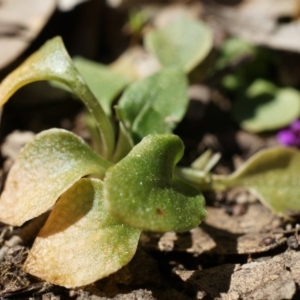 Speculantha rubescens at Gungahlin, ACT - 21 Sep 2014