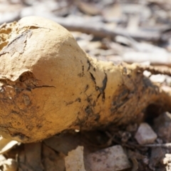 Pisolithus microcarpus (A puffball) at Gungaderra Grasslands - 21 Sep 2014 by AaronClausen