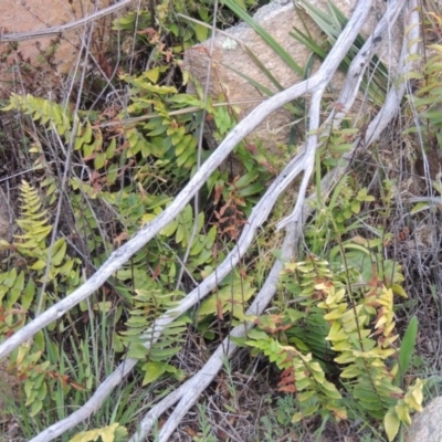 Pellaea calidirupium (Hot Rock Fern) at Tennent, ACT - 17 Sep 2014 by MichaelBedingfield