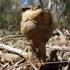 Pisolithus microcarpus (A puffball) at Gungahlin, ACT - 21 Sep 2014 by AaronClausen