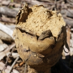 Pisolithus microcarpus at Gungahlin, ACT - 21 Sep 2014 12:25 PM