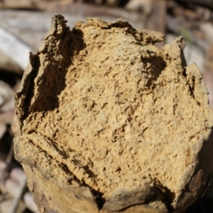 Pisolithus microcarpus at Gungahlin, ACT - 21 Sep 2014