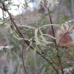Clematis leptophylla (Small-leaf Clematis, Old Man's Beard) at Gigerline Nature Reserve - 17 Sep 2014 by michaelb