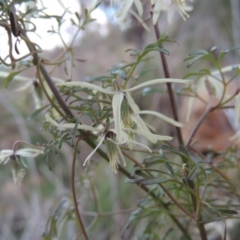 Clematis leptophylla (Small-leaf Clematis, Old Man's Beard) at Tennent, ACT - 17 Sep 2014 by MichaelBedingfield