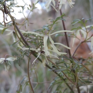 Clematis leptophylla at Tennent, ACT - 17 Sep 2014