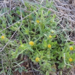 Triptilodiscus pygmaeus (Annual Daisy) at Tennent, ACT - 17 Sep 2014 by michaelb